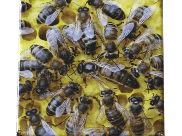 Magnet reine dans la ruche