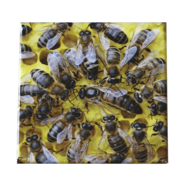 Magnet reine dans la ruche