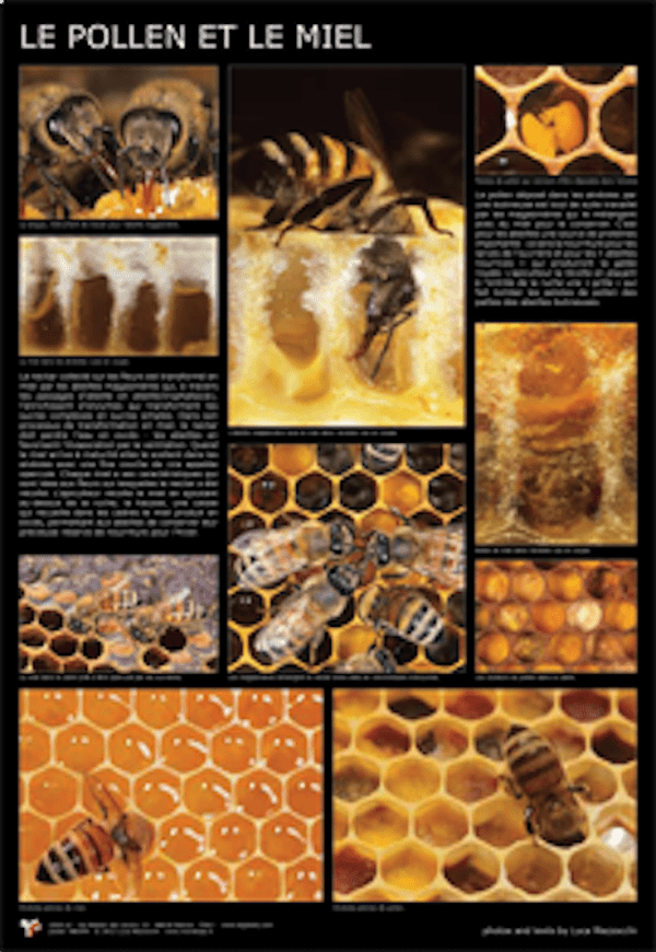 Affiche photo Le pollen et le miel