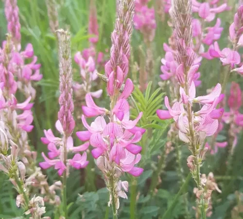 Graine de Sainfoin [le sachet de 1kg] APISTORE