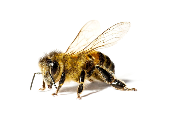 Apistore, vente de matériel apiculture, équipement apiculteur