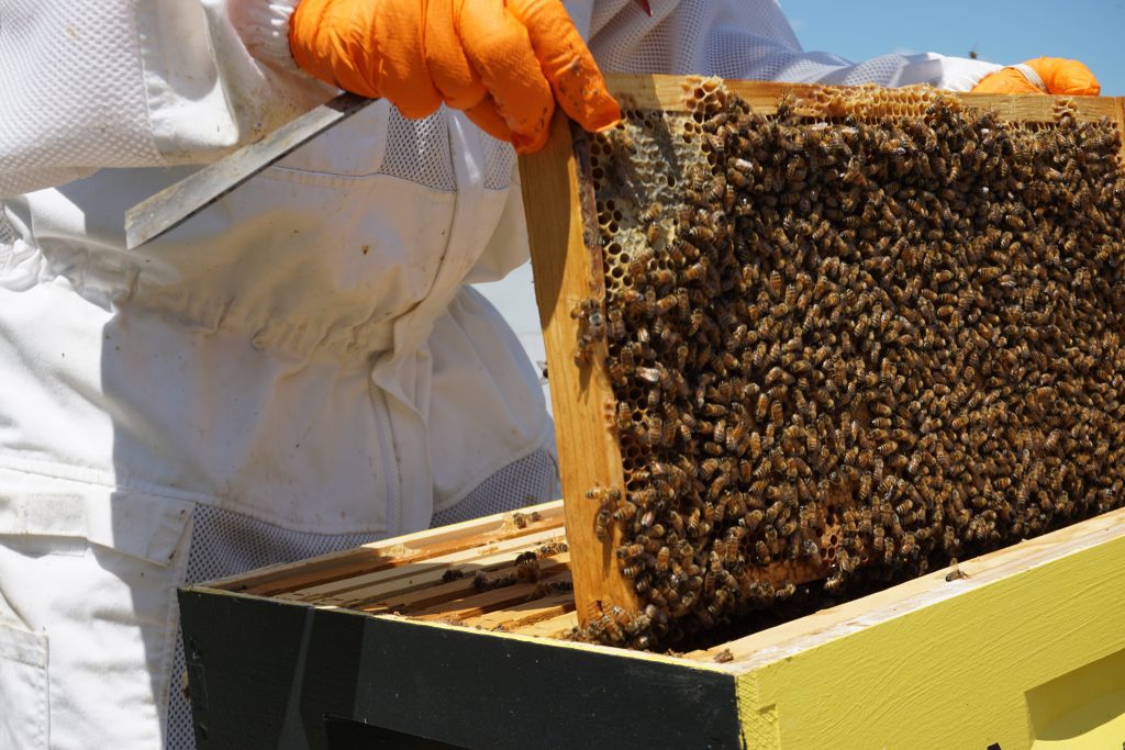 débuter l'apiculture
