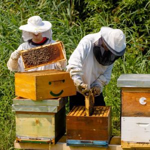 Comment préparer et nettoyer sa ruche