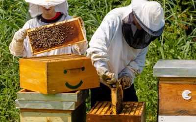 Comment préparer et nettoyer sa ruche
