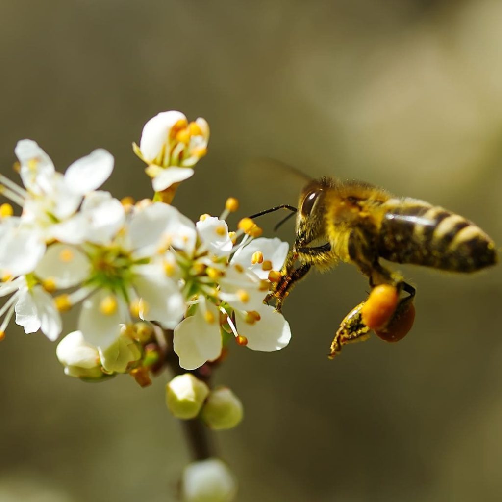 Nourrir les abeilles