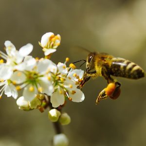 Nourrir les abeilles en hiver : pourquoi et comment ?