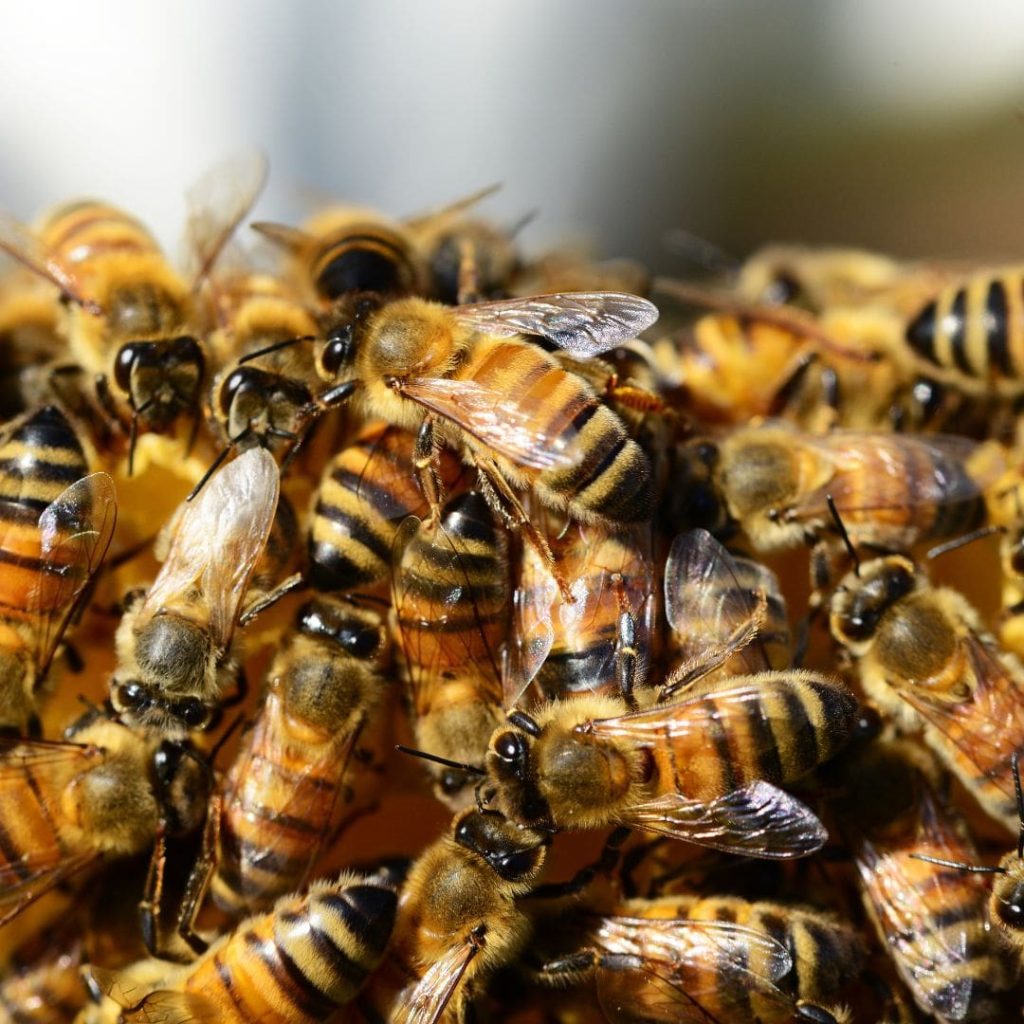 Comment diviser un essaim d'abeilles ?