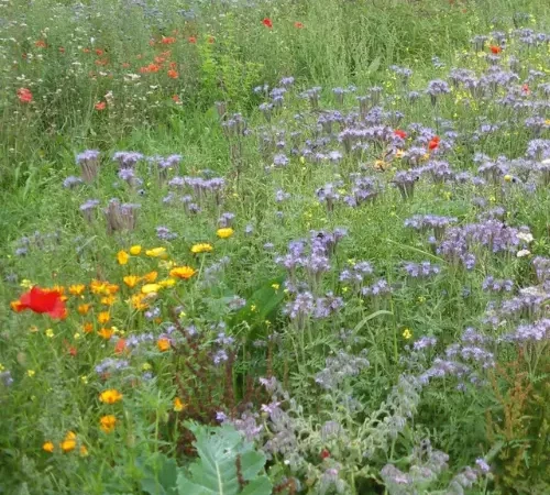Mélange de graines. [pour l'apiculture, le sachet de 1kg] APISTORE