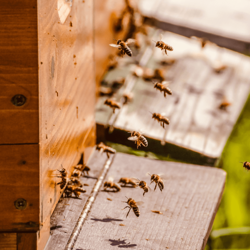 Comment traiter ses ruches contre le varroa ?