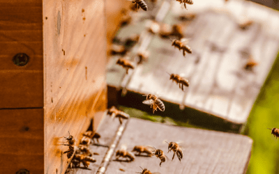 Comment traiter ses ruches contre le varroa ?