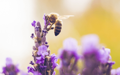 Pourquoi les abeilles piquent-elles ?