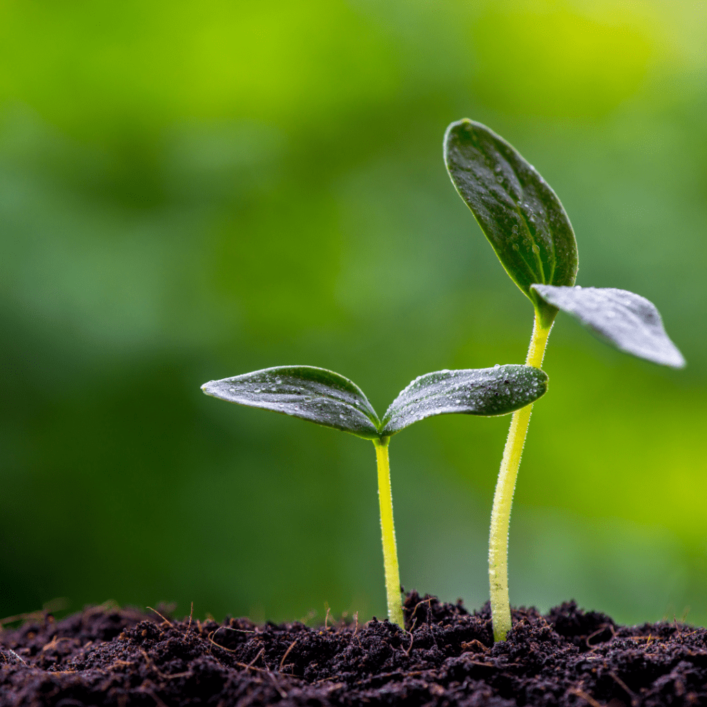 Apistore s'engage pour la protection de la biodiversité