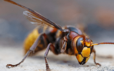 La lutte contre le frelon : Protéger nos abeilles et préserver la biodiversité