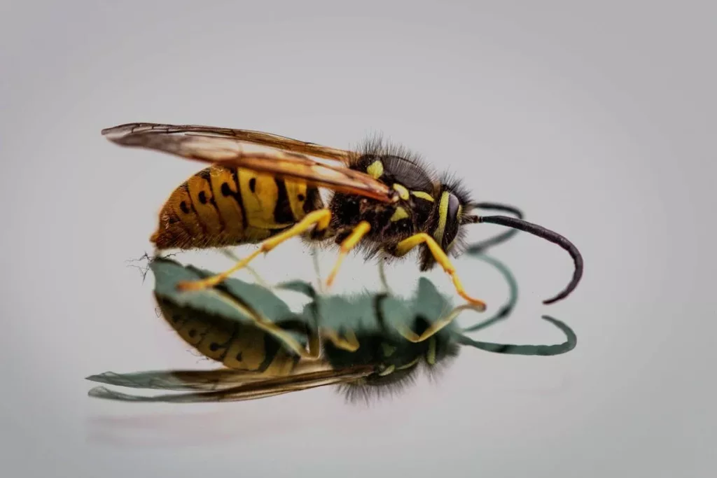 pourquoi les abeilles piquent-elles ?