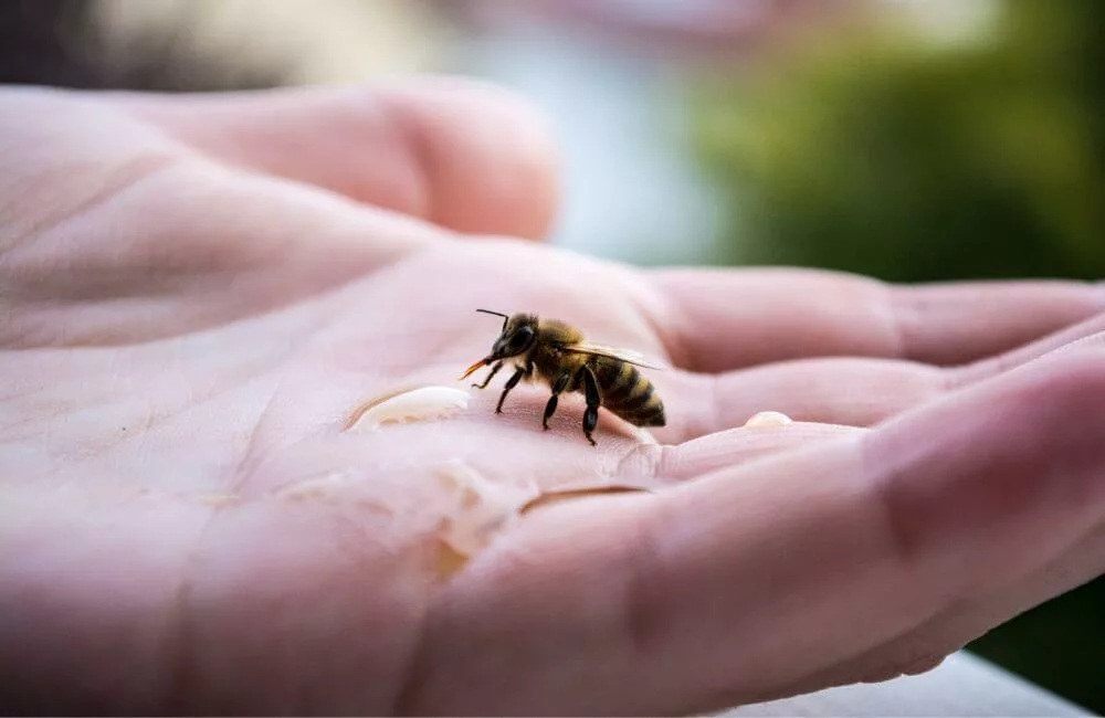 https://apistore.fr/wp-content/uploads/2024/03/actions-ecolos-sauver-abeille-jpg.webp