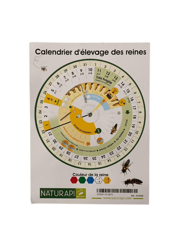 Calendrier d'élevage des reines Apistore