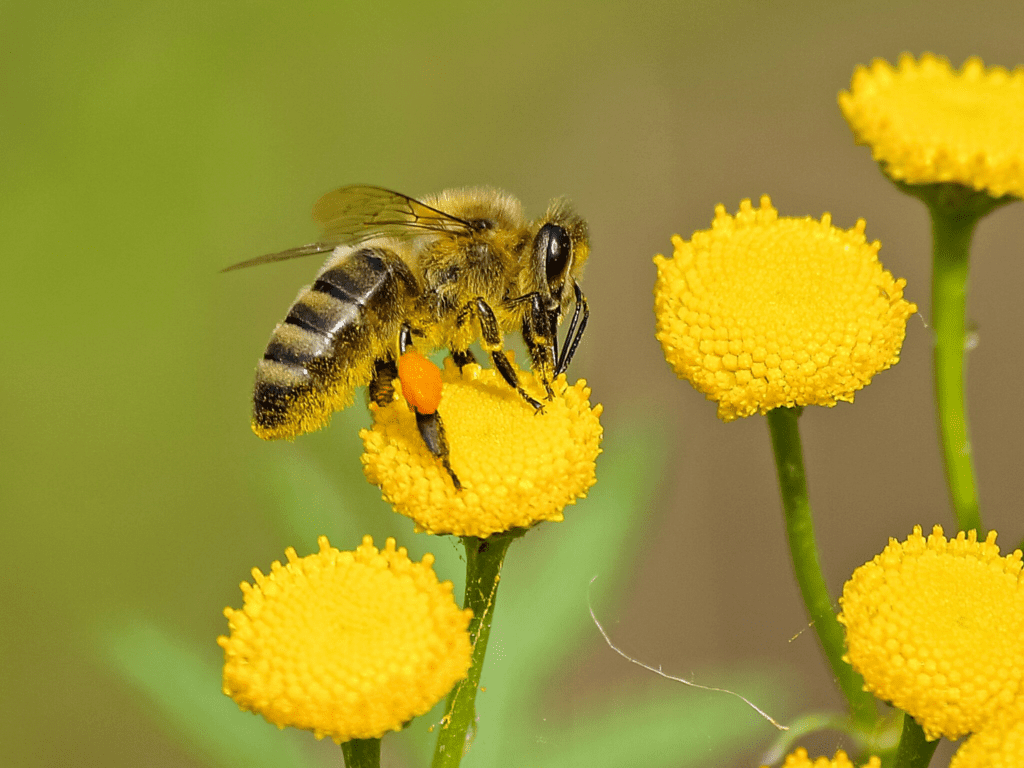 sauver les abeilles : actions écologiques