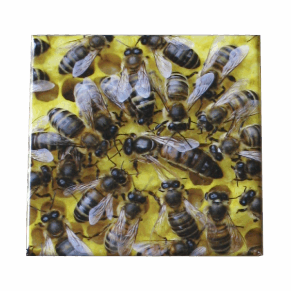 Magnet reine dans la ruche