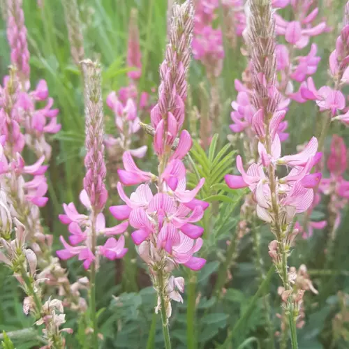 Graine de Sainfoin, le sachet de 1kg