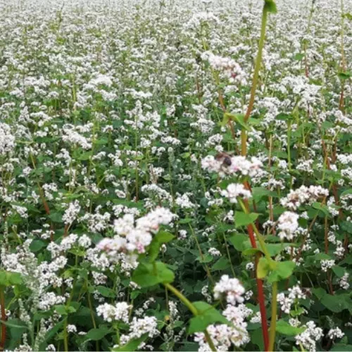 Graine de Sarrasin, le sachet de 1kg