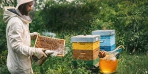 Débuter en apiculture : apiculteur inspectant une ruche Dadant