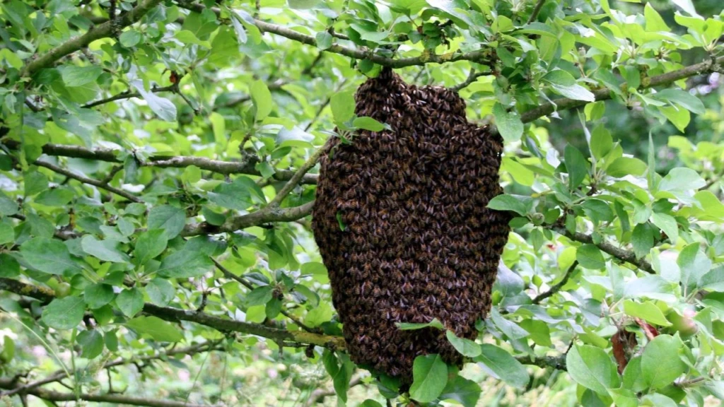 L’essaimage en apiculture : comprendre, anticiper et maîtriser ce phénomène naturel Essaimage