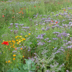 Mélange de plantes mellifères en fleurs avec phacélie, coquelicots et bourrache semé pour nourrir les abeilles