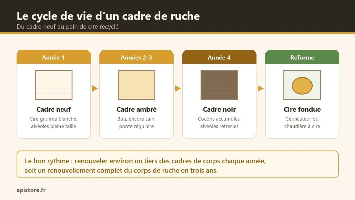 Renouveler ses cadres et recycler la cire après la récolte Cycle de vie d'un cadre de ruche en quatre étapes : cadre neuf en cire gaufrée, cadre ambré, cadre noir à réformer et cire fondue en pain