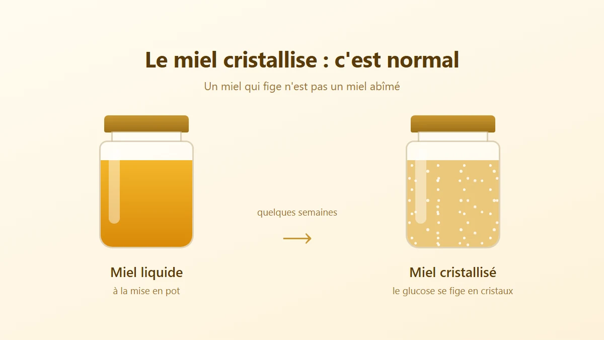 Pourquoi le miel cristallise et comment le liquéfier sans l'abîmer Comparaison entre un pot de miel liquide et un pot de miel cristallisé après quelques semaines