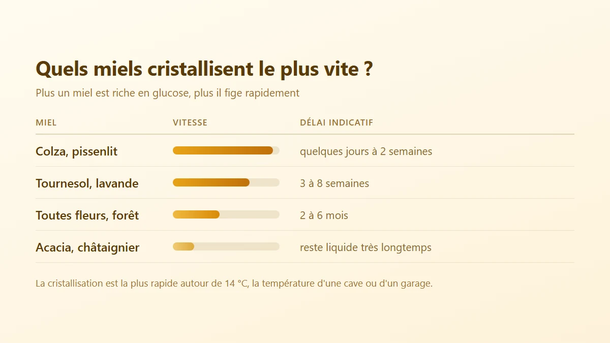 Pourquoi le miel cristallise et comment le liquéfier sans l'abîmer Tableau comparatif de la vitesse de cristallisation des miels de colza, tournesol, toutes fleurs et acacia